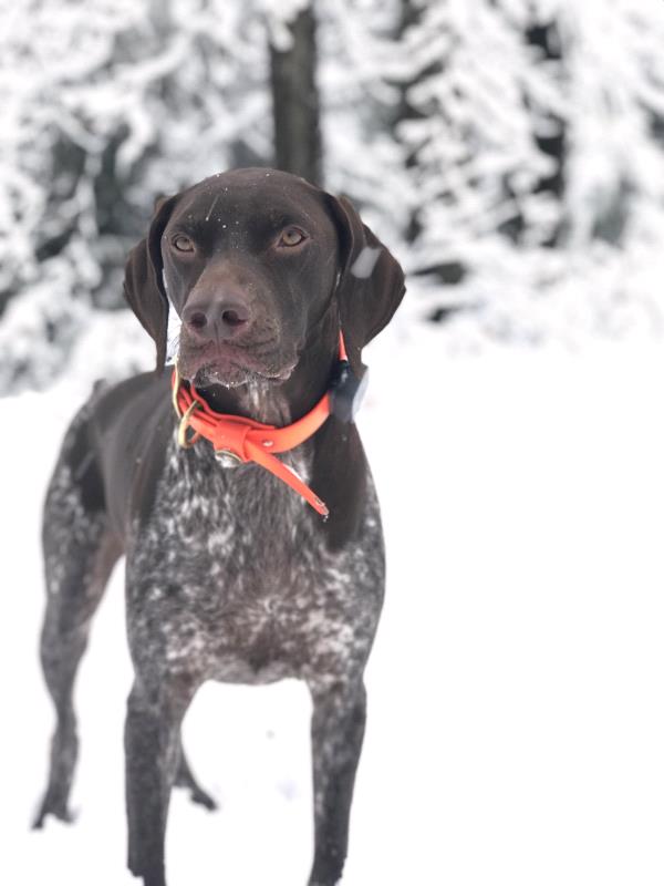 /Images/uploads/Southeast German Shorthaired Pointer Rescue/segspcalendarcontest2018/entries/9199thumb.jpg